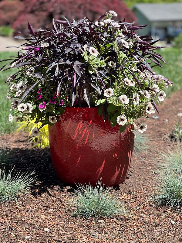 Blessed Crossings Adult Care Flowers